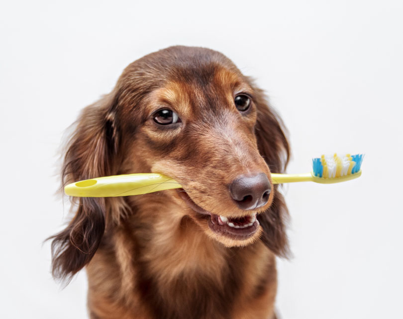 Dental Care