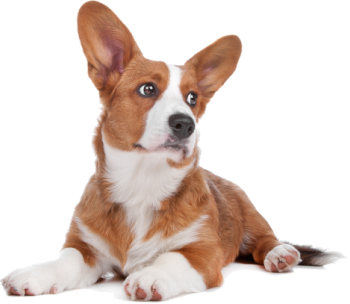 FetchMyVet Social Network