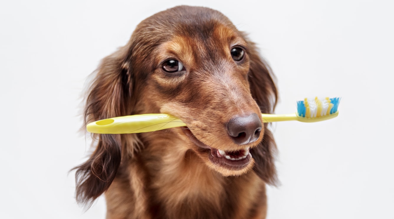 Dental Care