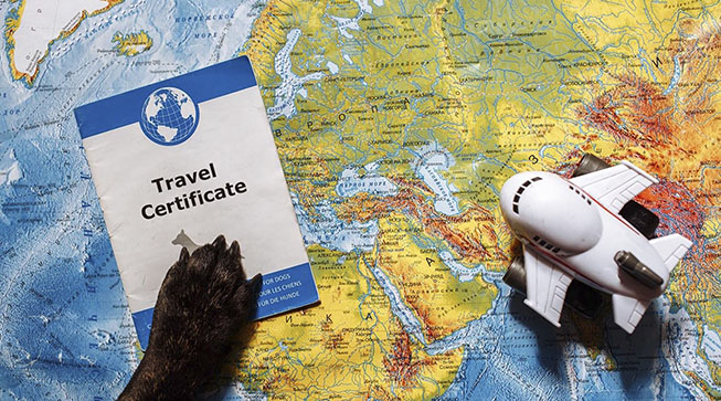 Travel Health Certificates