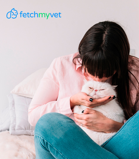 FetchMyVet Image